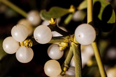 Mistletoe and Cancer — Dr. Carol Haddad - Integrative Cancer Care