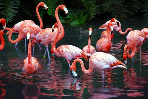 Vibrant Flamingo Flock - 4K Ultra HD Wallpaper