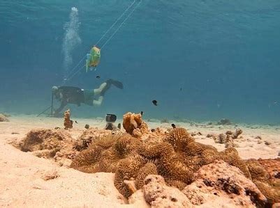 Motion Camouflage: Trumpetfish Hide Behind Others to Hunt Prey