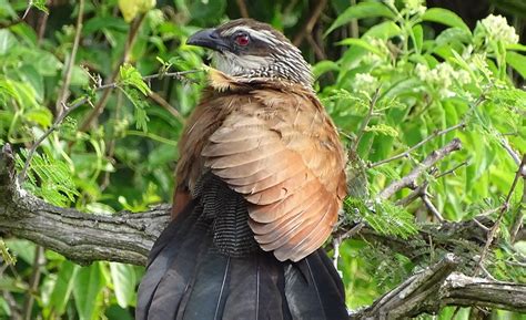 bird-in-maramagambo-forest | Queen Elizabeth National Park