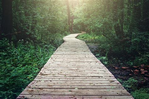 Wooden Pathway Through Forest Woods In The Morning. Summer Natur – Hope | Restoration | Freedom ...