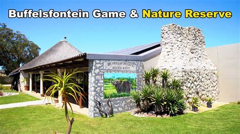 The Secrets Of Buffelsfontein Game Reserve #wildlife - YouTube