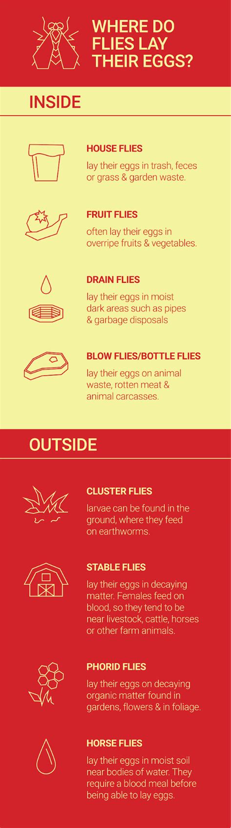 Where Do Flies Lay Their Eggs? - Dodson Pest Control