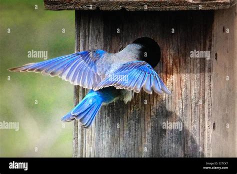 Mountain bluebird in flight Stock Photo - Alamy