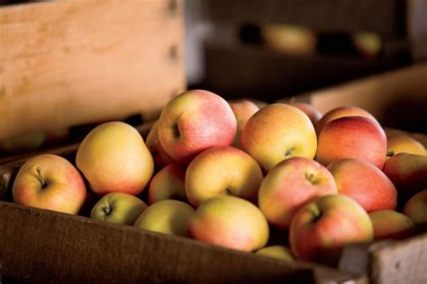 All About Apples at Stuckey Farm Orchard and Cider Mill - My Indiana Home