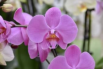 flower, orchid, pink flower, pink orchid, nature offer, flora, orchid flower, plant, botany ...