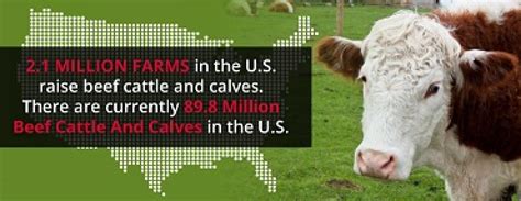 Cattle Diseases: Signs and Prevention | Arrowquip