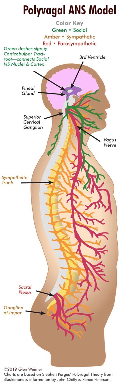 Pin on polyvagal theory