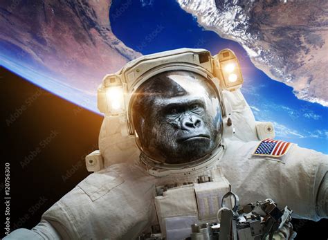 Nasa Monkeys In Space