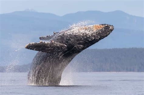 Campbell River: Whale & Wildlife Discovery Cruise | GetYourGuide