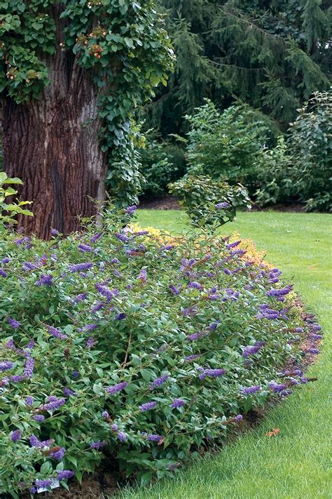 Dwarf Butterfly Bush | Carolina Gardener Hot Plants