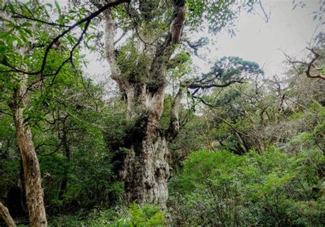 Journey to Jomon Sugi: A Hike Up to Yakushima's Oldest Tree | Japan Cheapo