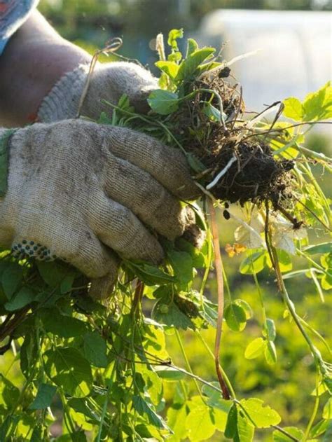 Say Goodbye to Back Pain: The Best Way to Pull Weeds Revealed