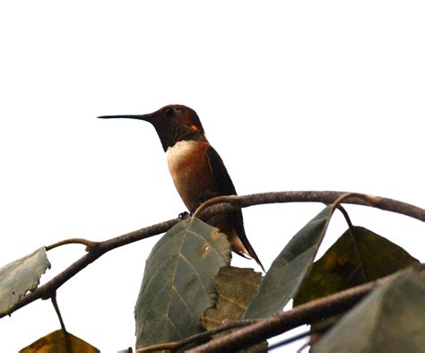 Rufous Hummingbird | Rufous Hummingbird at John & Kate's hou… | Flickr