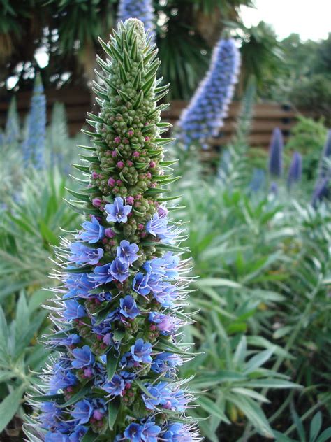 Purple cone shaped flower | Sydney Botanical Gardens | Flickr