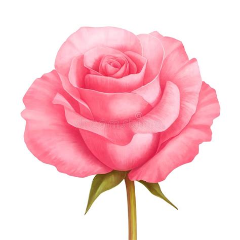 Dirigez L'illustration De Fleur De Rose Rose D'isolement Sur Le Blanc Illustration de Vecteur ...