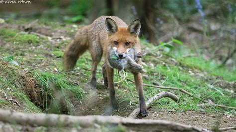 Red Fox Diet - Hunting Strategies & Behaviour | Wildlife Online