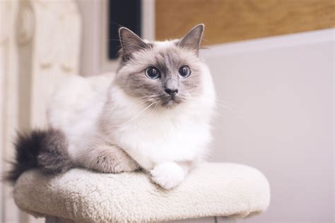 Ragdoll Cat Breed Profile