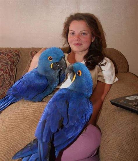 Hyacinth macaw parrots for sale-Sharjah-Animals & Pets