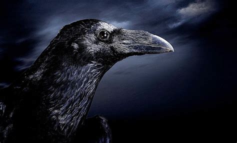 🔥 [50+] Dark Raven Wallpapers | WallpaperSafari