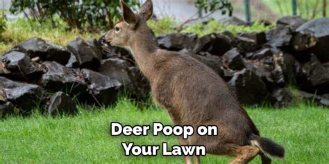 How to Clean Deer Poop from Lawn | Step by Step Guide (2024)