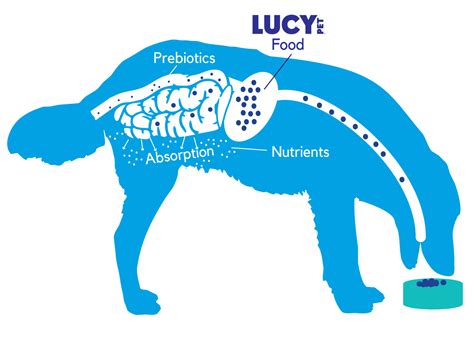 Dog_Gut_Health | Lucy Pet Products