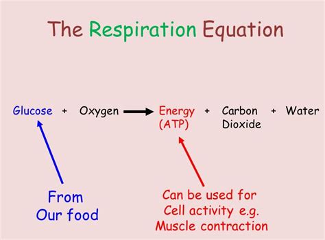 Cellular Respiration - Cell Processes