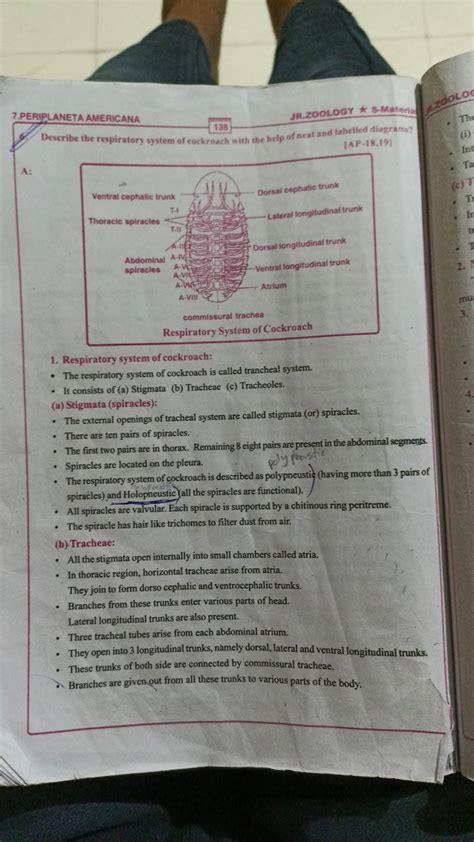 Describe the respiratory system of cockroach with the help of neat and la..