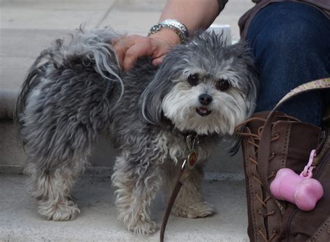 Dogs Are Happy to Have 'Yappy Hour' in West Hartford - We-Ha | West Hartford News