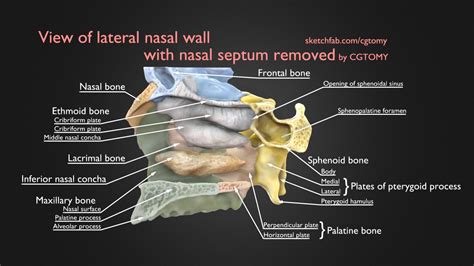 Lateral Nasal Wall With Nasal Septum Removed - Buy Royalty Free 3D ...