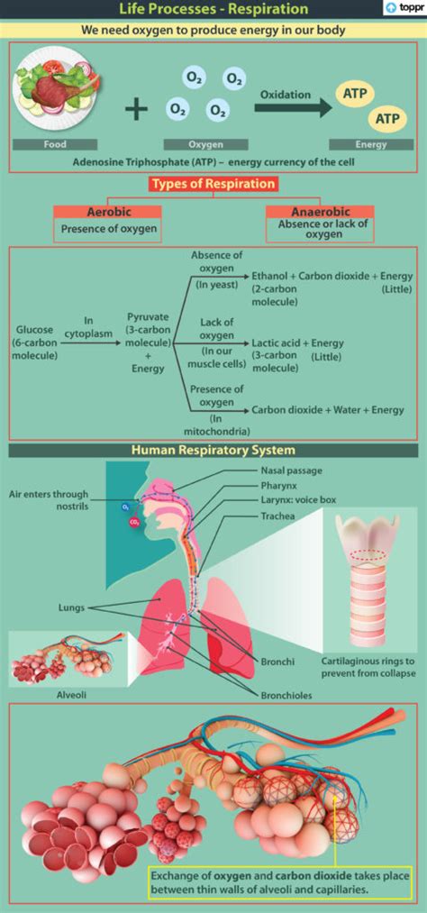 Respiration: Types, ATP, Human Respiratory System, Videos, Examples