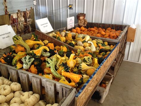 Wayside Treasures: A Fall Farm Visit with Unique Pumpkins and Squash