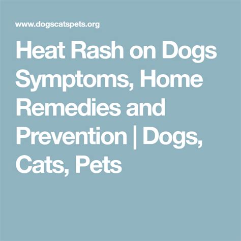 Heat Rash on Dogs Symptoms, Home Remedies and Prevention | Dogs, Cats, Pets | Heat rash, Rashes ...