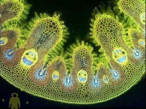 Happy Plant cells under the microscope : r/pics