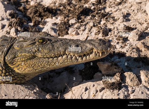 Nile Crocodile Head with Closed Mouth Close Up in Chobe National Park ...