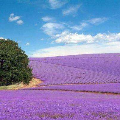 Lavender fields in Fredericksburg Texas | Beautiful places to visit ...