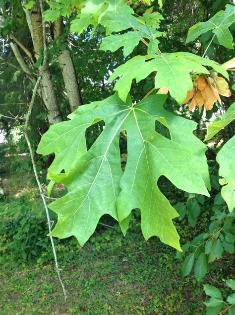 Bigleaf Maple | Trees of Reed