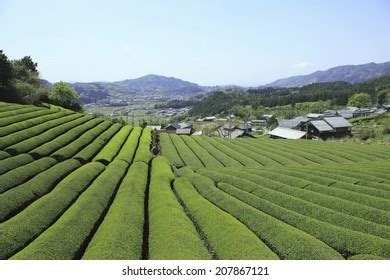 446 Uji Region Images, Stock Photos, 3D objects, & Vectors | Shutterstock