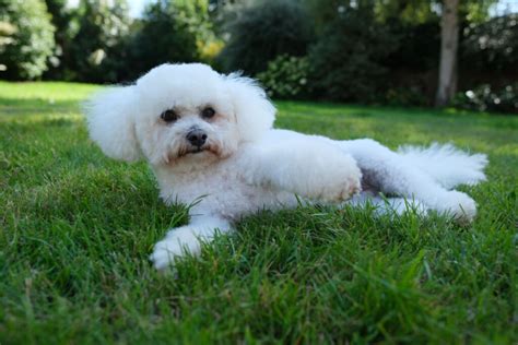 7 diferenças entre o poodle e o bichon frisé - Portal EdiCase