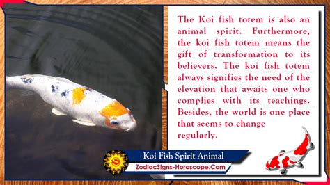 Koi Fish Spirit Animal: Totem, Meaning, Symbolism and Dreams | ZSH