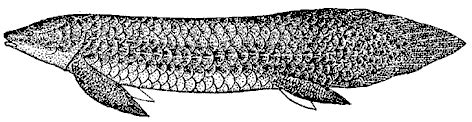 Palaeos Vertebrates Sarcopterygii: Overview