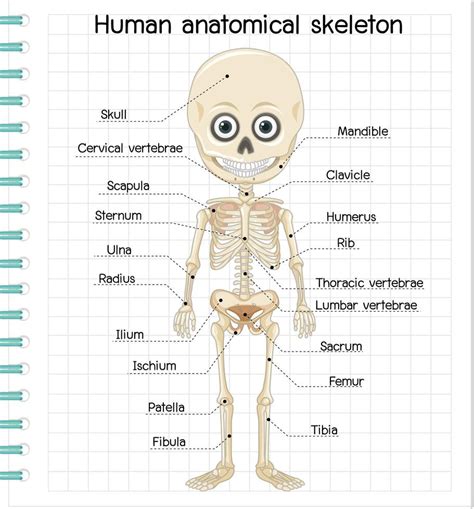 Human anatomical skeleton with label 1858798 Vector Art at Vecteezy