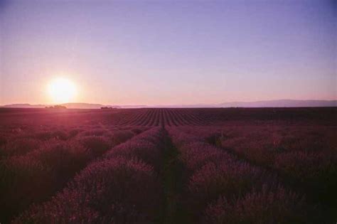 Lavender Sunset in Provence – The Londoner