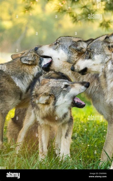 Wolf pack hi-res stock photography and images - Alamy