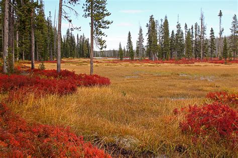 Fall Colors: Yellowstone National Park