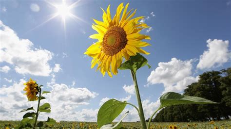 What Percent of the Sun's Energy Do Plants Use? | Reference.com