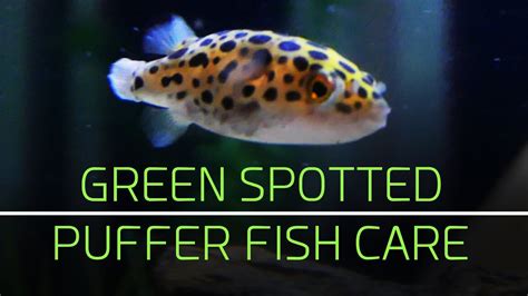 Freshwater Puffer Fish Care - Ape Aquarium Fish