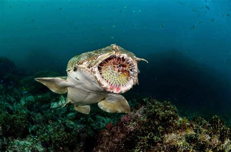 The Best Shark Dive in the World!: Wobbegong and Spiny Puffer!