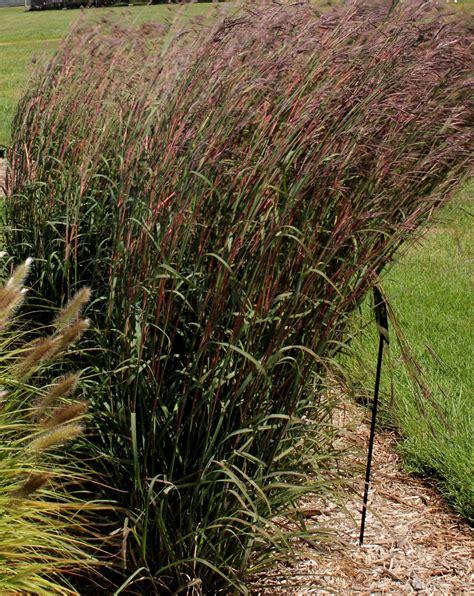 Big Bluestem Grass - Jeffries Nurseries