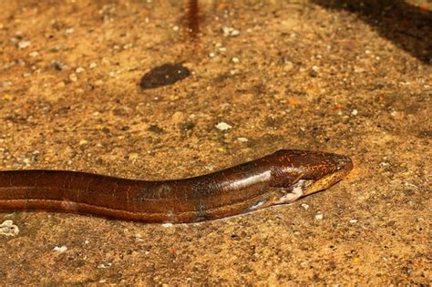 Premium Photo | A eel in a pond with water on the bottom